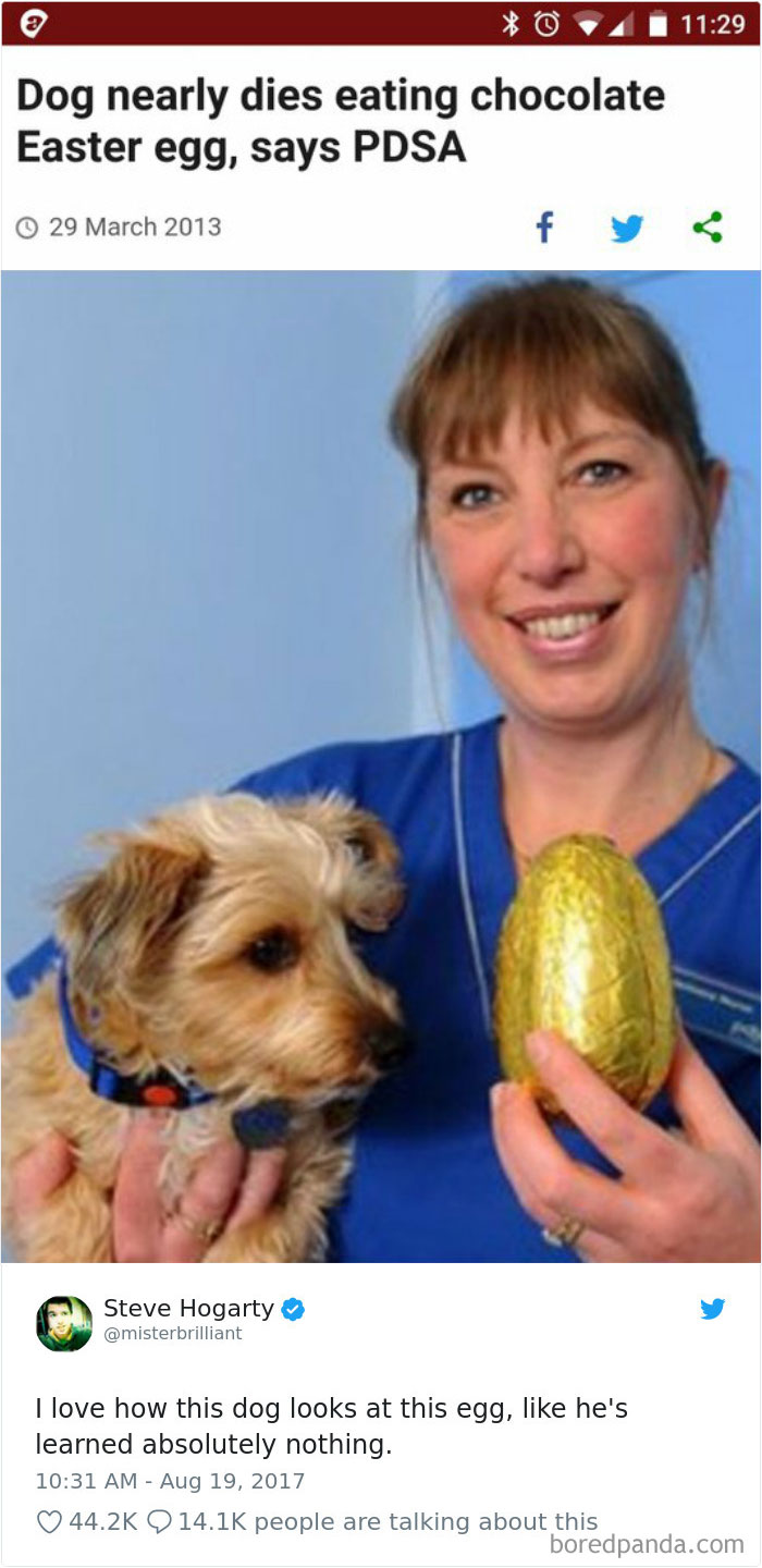 233 Funny Dog Tweets Every Dog Owner Should See ASAP