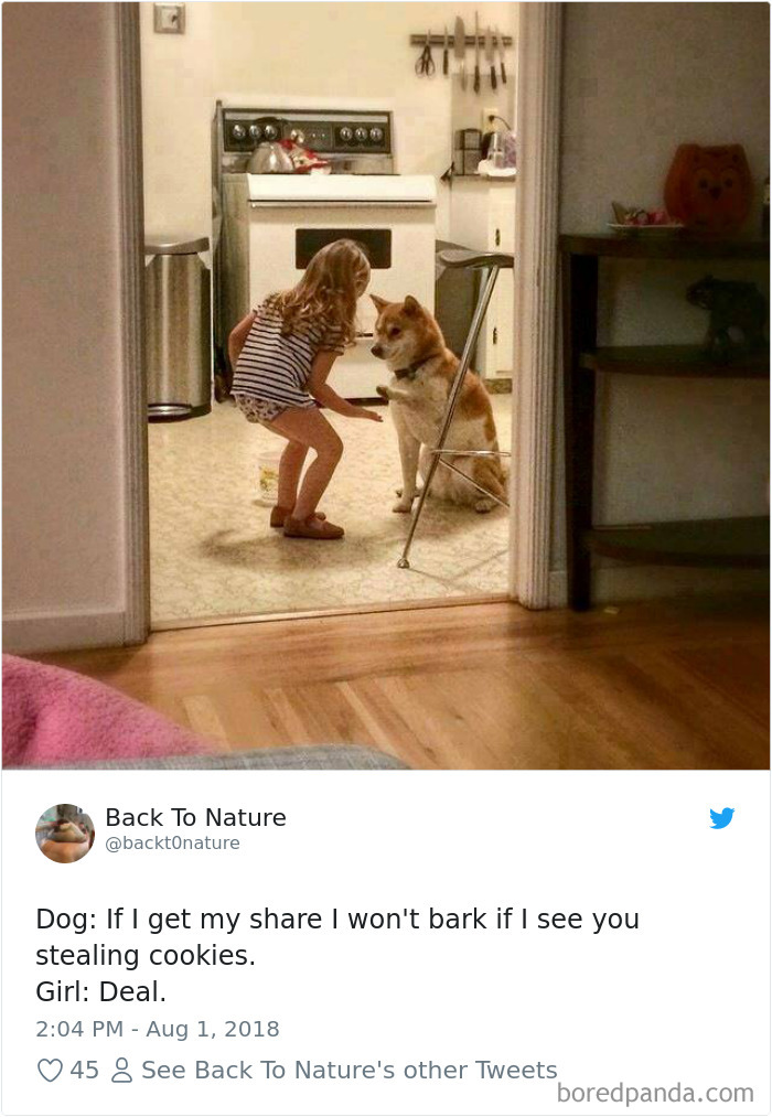 233 Funny Dog Tweets Every Dog Owner Should See ASAP