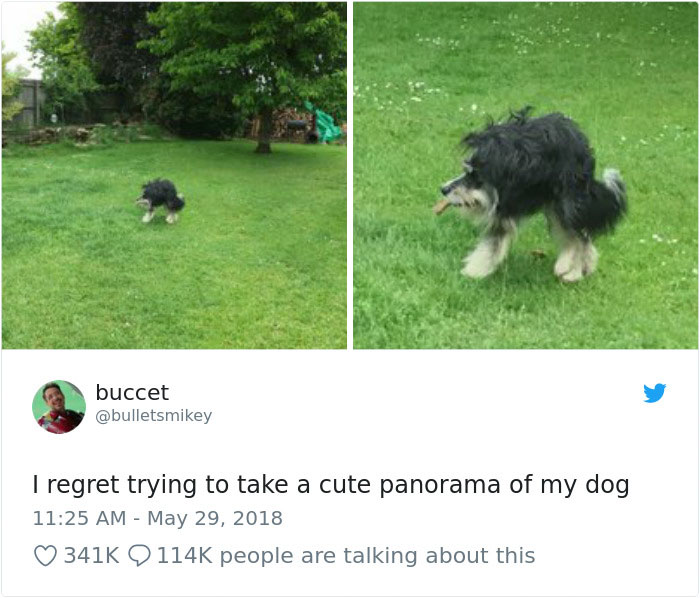 233 Funny Dog Tweets Every Dog Owner Should See ASAP
