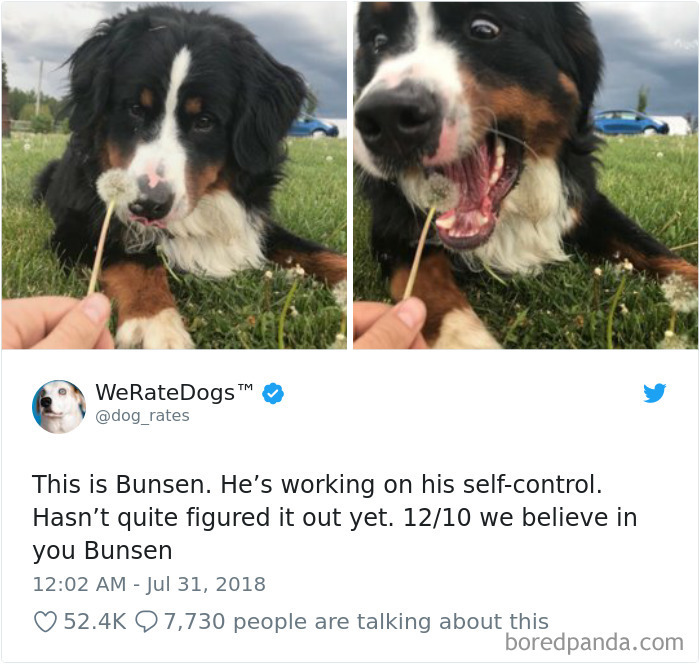 233 Funny Dog Tweets Every Dog Owner Should See ASAP