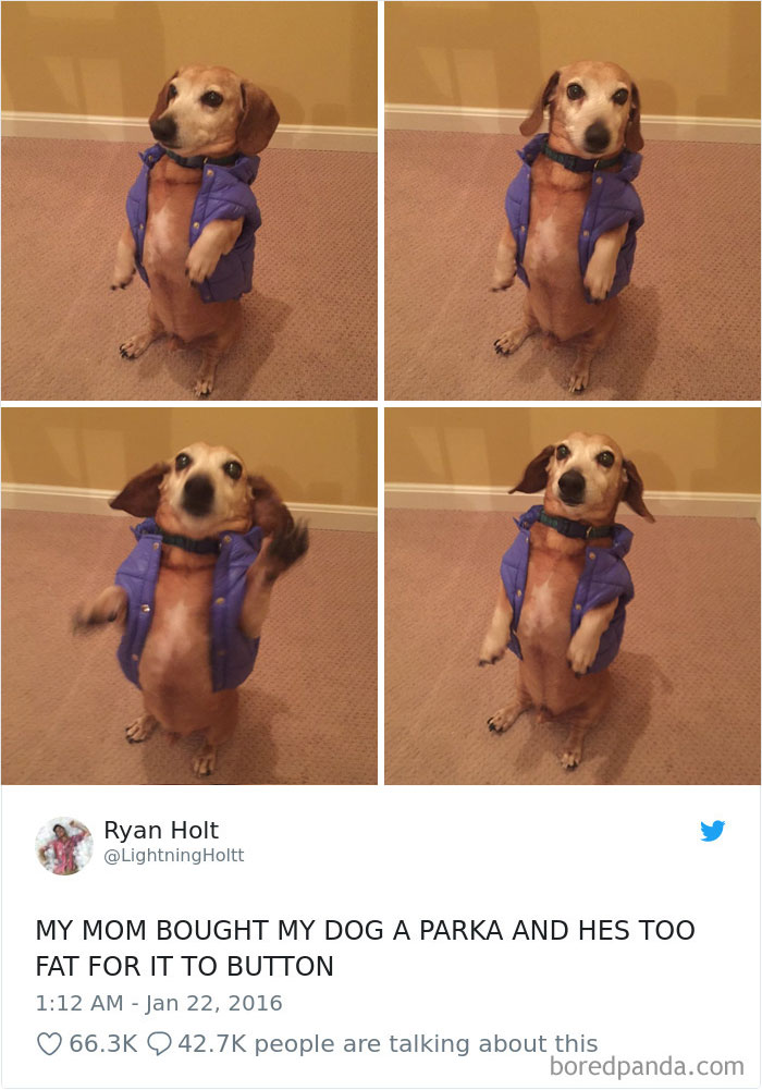 233 Funny Dog Tweets Every Dog Owner Should See ASAP