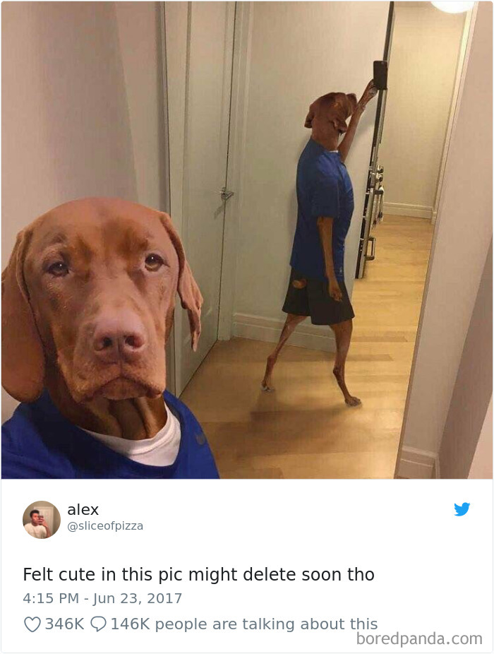 233 Funny Dog Tweets Every Dog Owner Should See ASAP