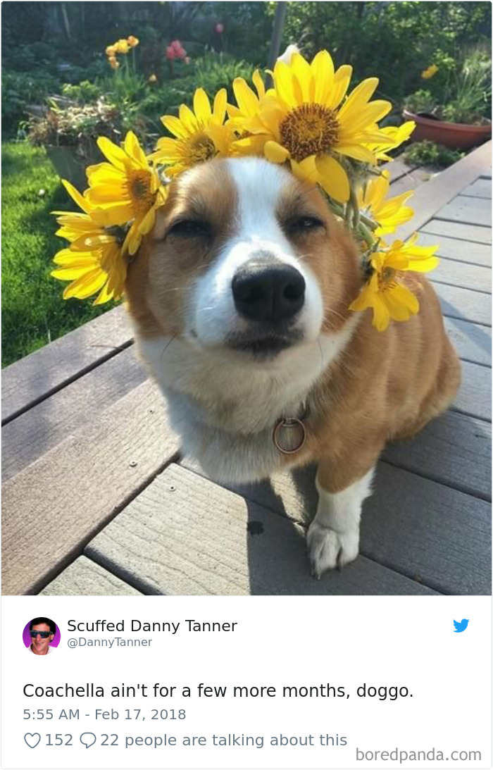 233 Funny Dog Tweets Every Dog Owner Should See ASAP