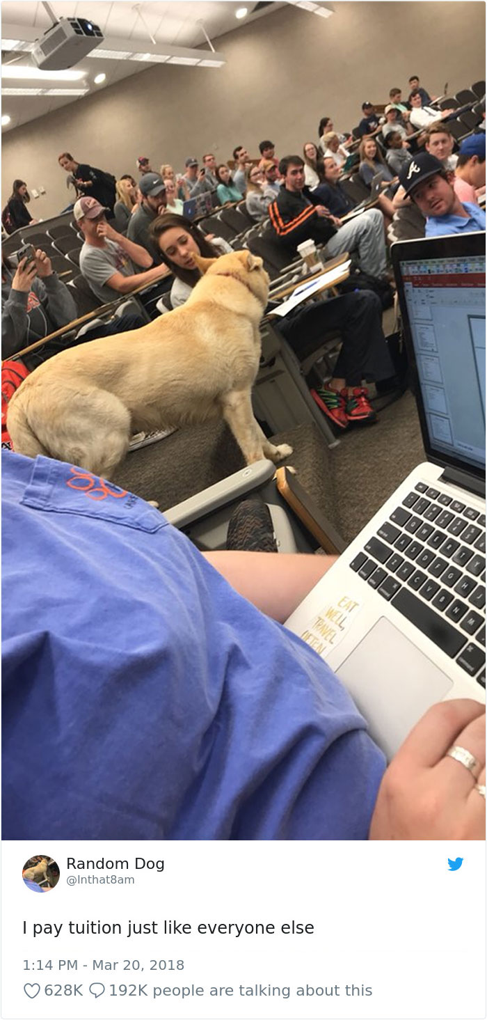 233 Funny Dog Tweets Every Dog Owner Should See ASAP