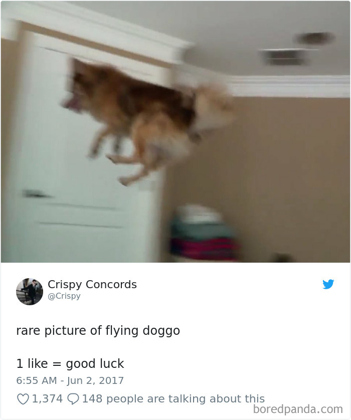 233 Funny Dog Tweets Every Dog Owner Should See ASAP