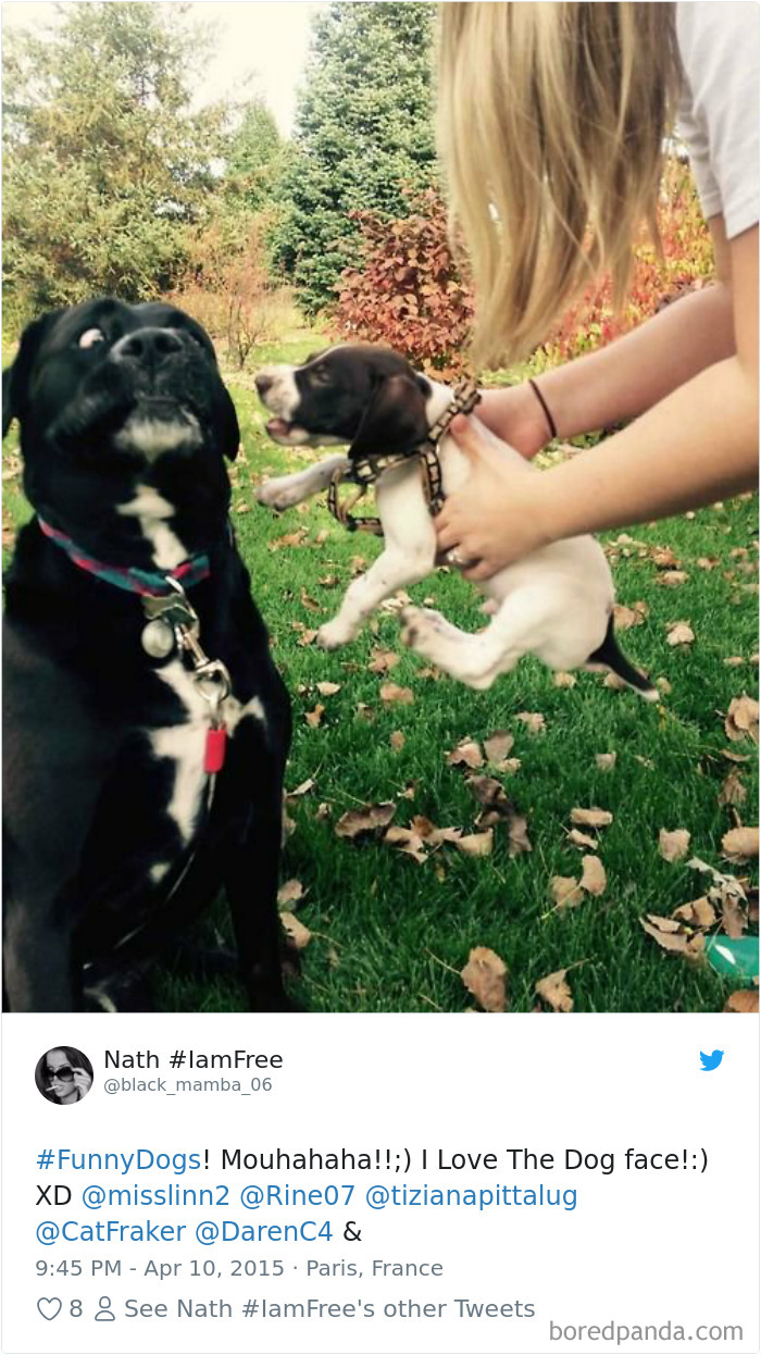 233 Funny Dog Tweets Every Dog Owner Should See ASAP