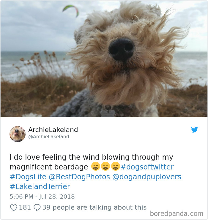233 Funny Dog Tweets Every Dog Owner Should See ASAP