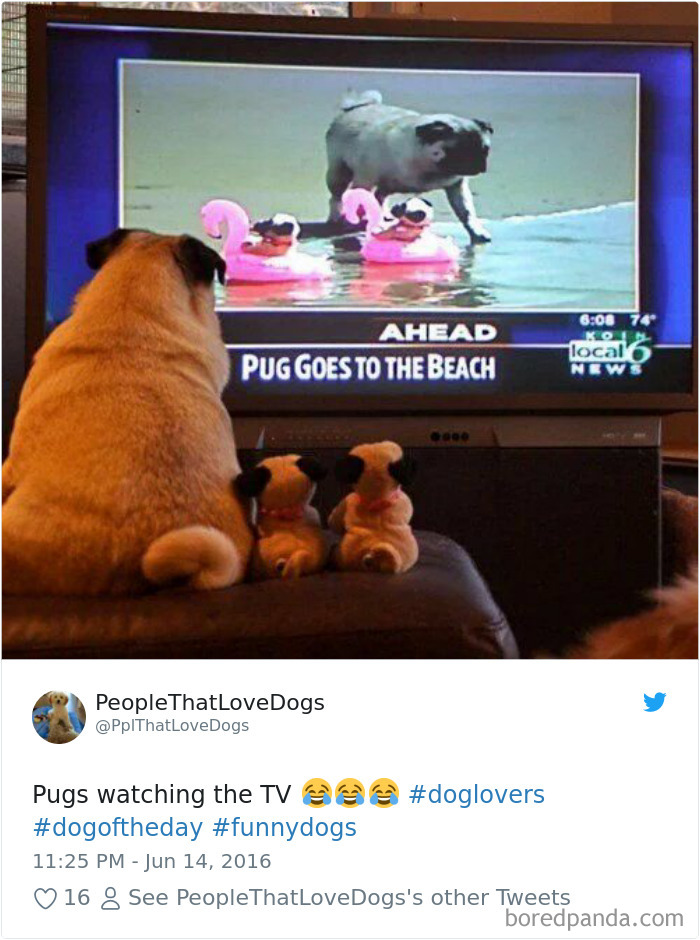 233 Funny Dog Tweets Every Dog Owner Should See ASAP