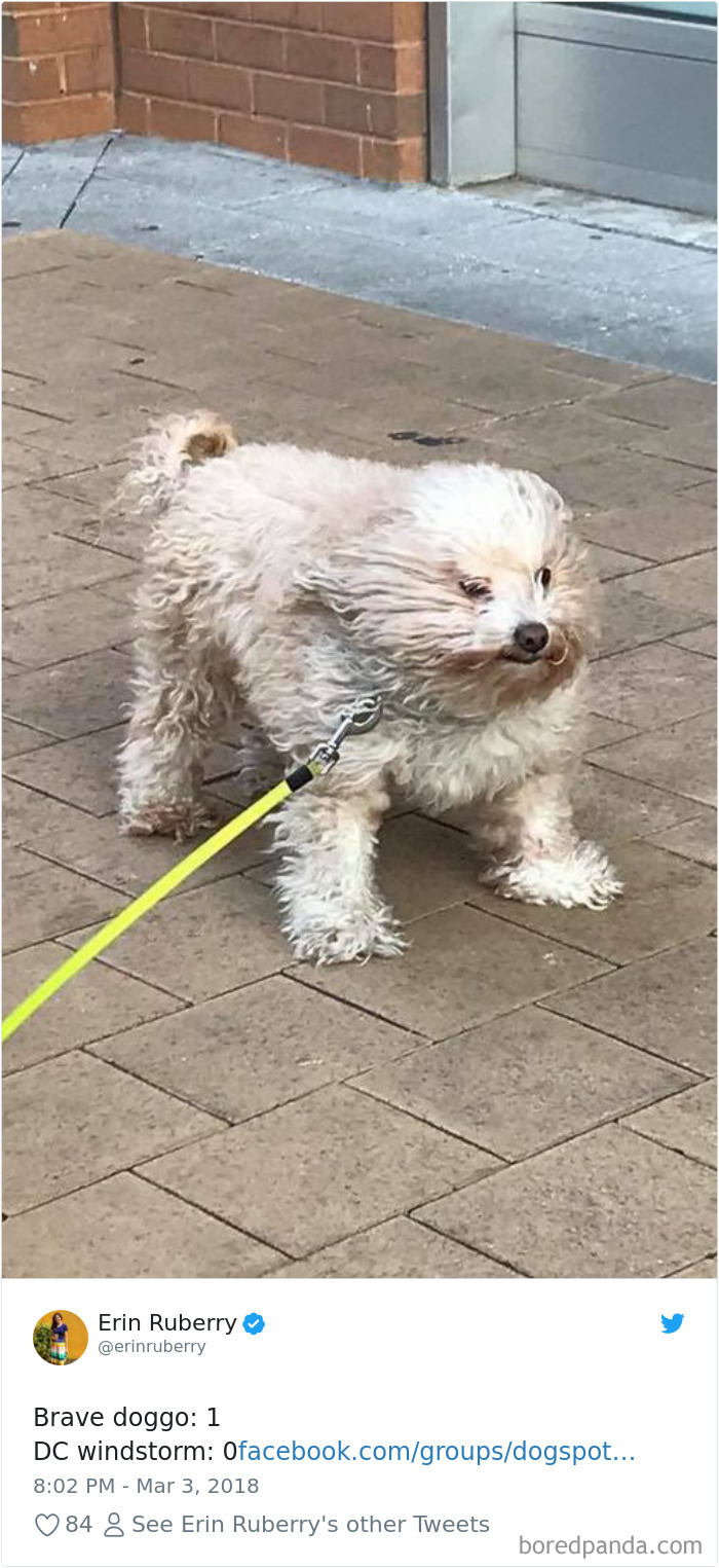 233 Funny Dog Tweets Every Dog Owner Should See ASAP