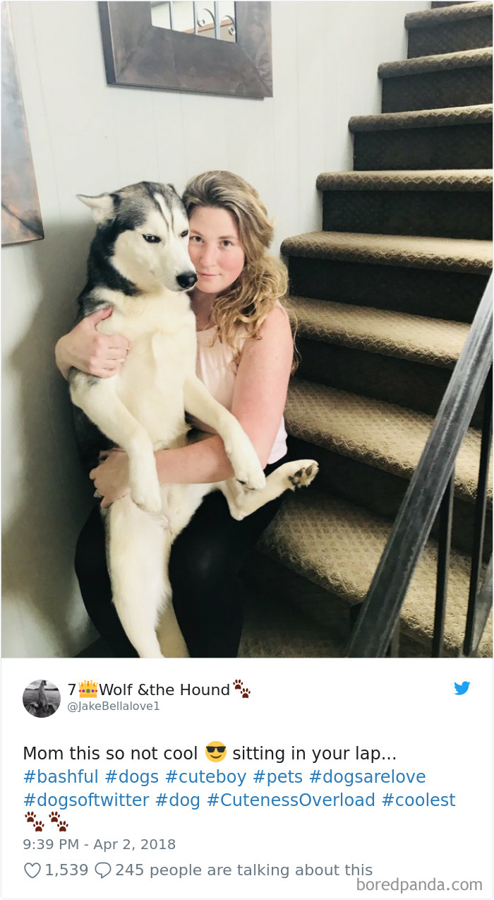 233 Funny Dog Tweets Every Dog Owner Should See ASAP