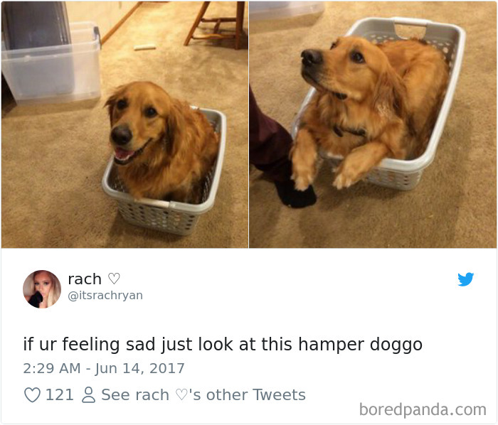 233 Funny Dog Tweets Every Dog Owner Should See ASAP
