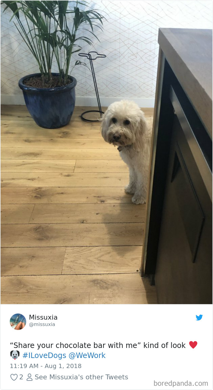 233 Funny Dog Tweets Every Dog Owner Should See ASAP