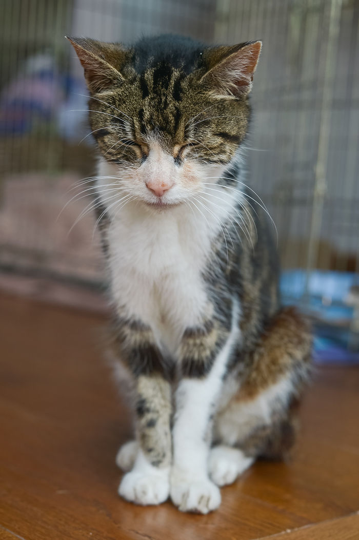 Elderly Cat Finds Its Way Home After 13 Years, And The Reunion Leaves Everybody In Tears