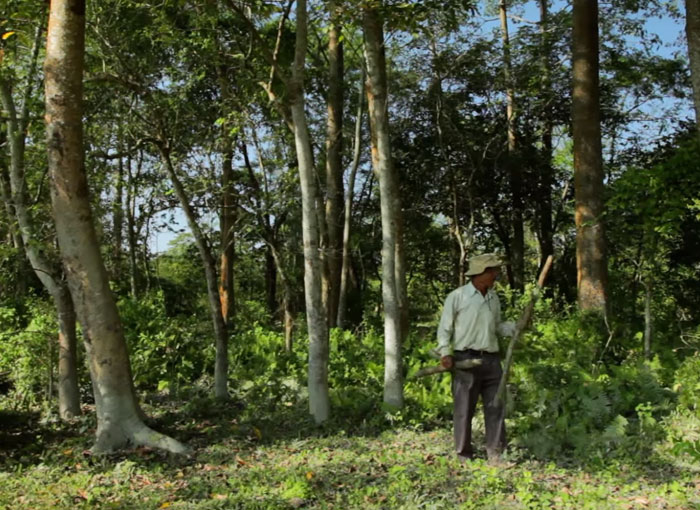 Almost 40 Years Ago A 16-Year-Old Started Planting A Tree Every Day On A Remote Island, And Now It’s Unrecognizable Almost 40 Years Ago A 16-Year-Old Started Planting A Tree Every Day On A Remote Island, And Now It’s Unrecognizable