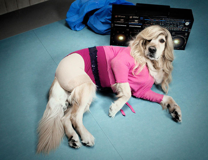 This Dog Recreated Madonna&rsquo;s Iconic Photos, And The Attention To Detail Is Unbelievable