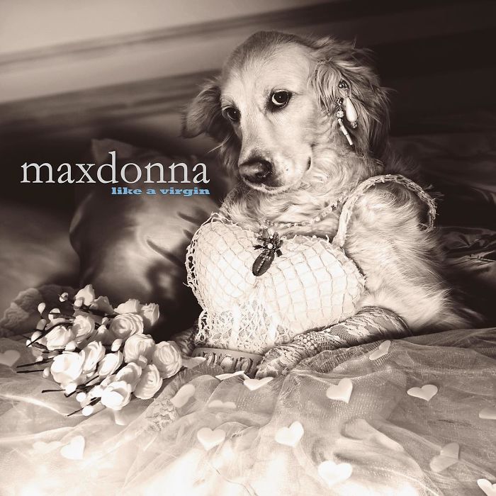 This Dog Recreated Madonna&rsquo;s Iconic Photos, And The Attention To Detail Is Unbelievable