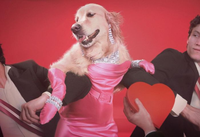 This Dog Recreated Madonna&rsquo;s Iconic Photos, And The Attention To Detail Is Unbelievable