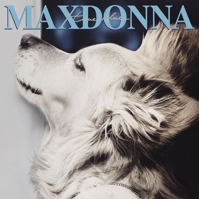 This Dog Recreated Madonna&rsquo;s Iconic Photos, And The Attention To Detail Is Unbelievable