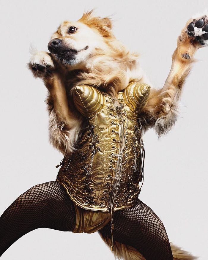 This Dog Recreated Madonna&rsquo;s Iconic Photos, And The Attention To Detail Is Unbelievable