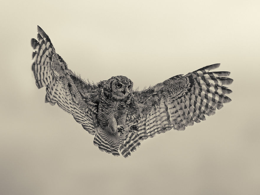 Spotted Eagle Owl Photographed At Eagle Encounters