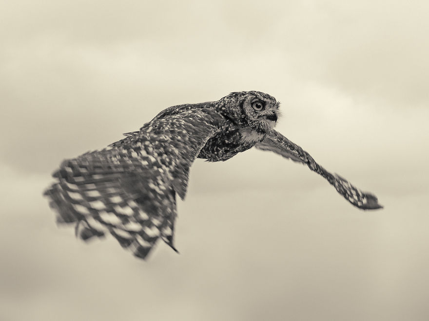 Spotted Eagle Owl Photographed At Eagle Encounters