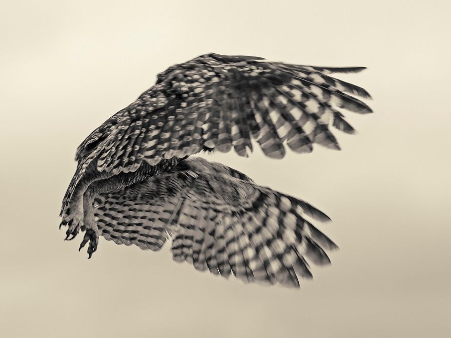 Spotted Eagle Owl Photographed At Eagle Encounters