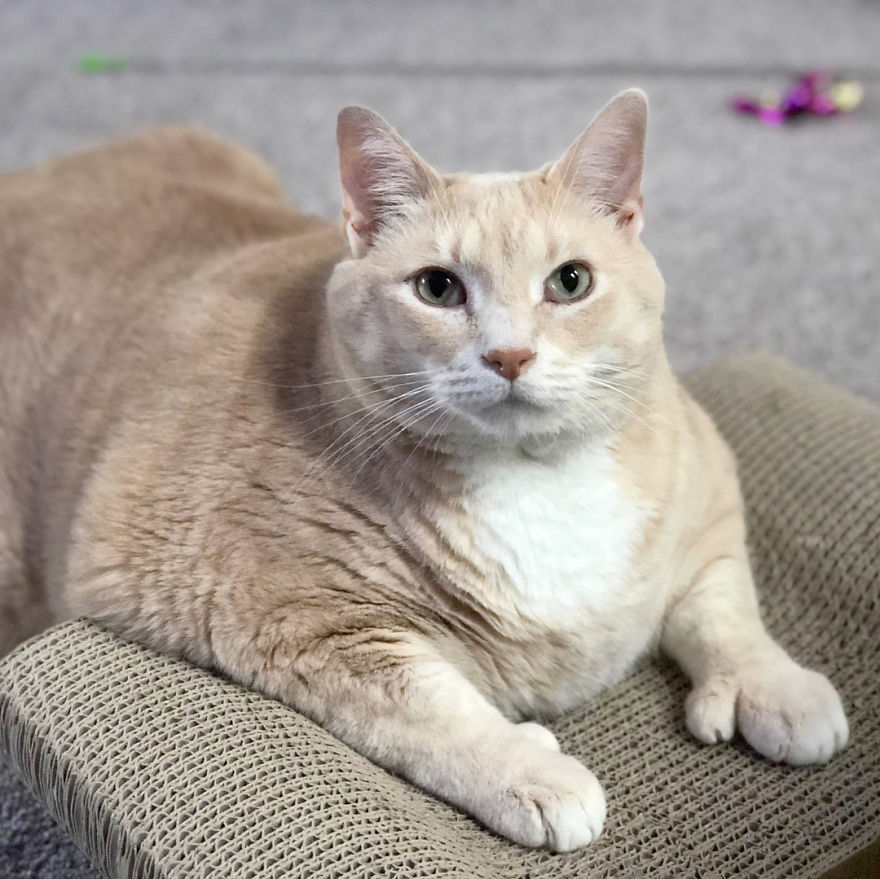 We Fell In Love With This 33-Pound Cat, So We Decided To Adopt Him And Start His Weight Loss Journey