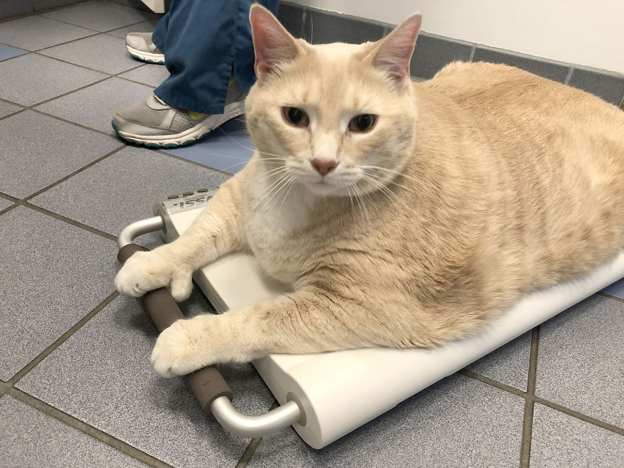 We Fell In Love With This 33-Pound Cat, So We Decided To Adopt Him And Start His Weight Loss Journey