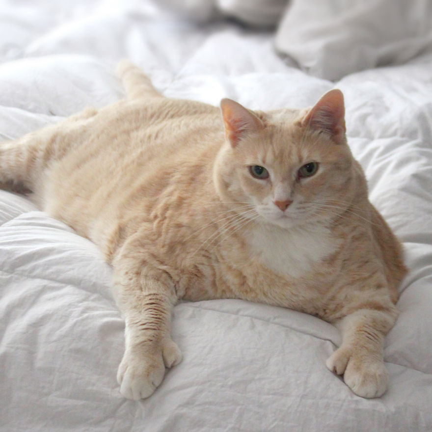 We Fell In Love With This 33-Pound Cat, So We Decided To Adopt Him And Start His Weight Loss Journey