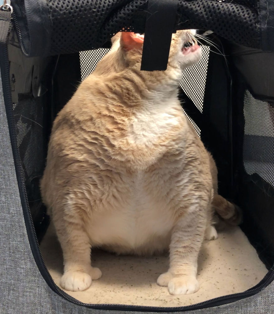We Fell In Love With This 33-Pound Cat, So We Decided To Adopt Him And Start His Weight Loss Journey