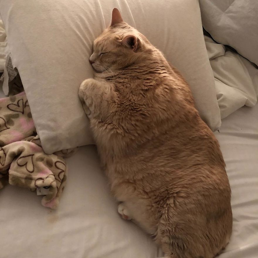 We Fell In Love With This 33-Pound Cat, So We Decided To Adopt Him And Start His Weight Loss Journey