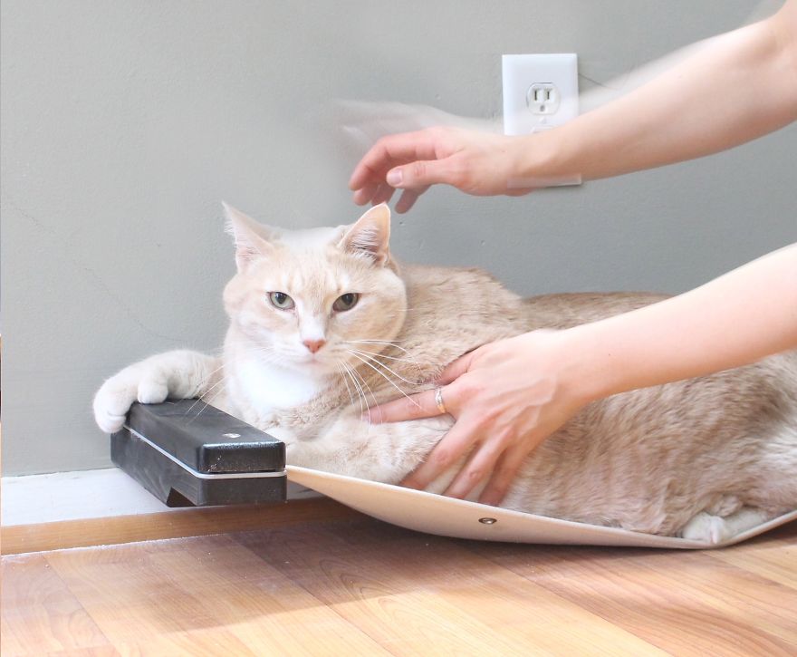 We Fell In Love With This 33-Pound Cat, So We Decided To Adopt Him And Start His Weight Loss Journey