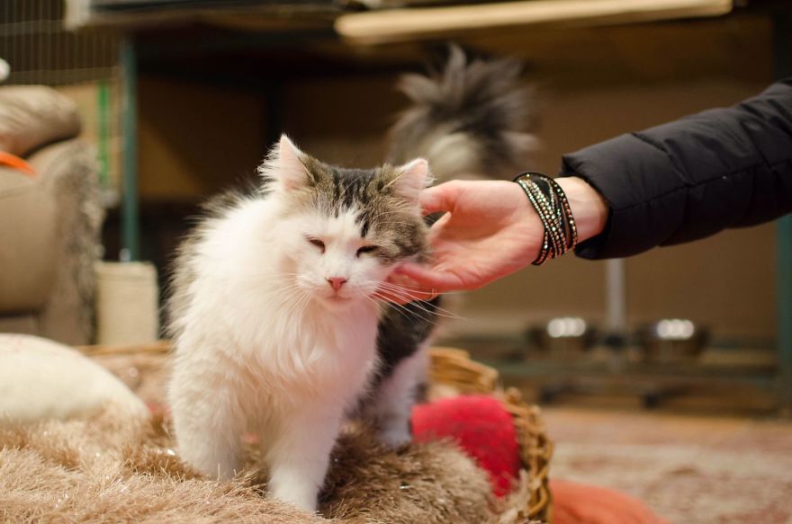 “Cat Care Community” – Who Are We? “Cat Care Community” – Who Are We?