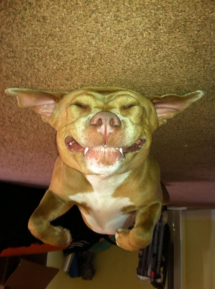 45 Hilarious ‘Dog Balloons’ That Floated Up To The Ceiling And Got Stuck 45 Hilarious ‘Dog Balloons’ That Floated Up To The Ceiling And Got Stuck