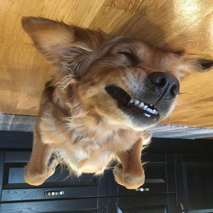 45 Hilarious ‘Dog Balloons’ That Floated Up To The Ceiling And Got Stuck 45 Hilarious ‘Dog Balloons’ That Floated Up To The Ceiling And Got Stuck