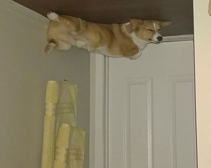 45 Hilarious ‘Dog Balloons’ That Floated Up To The Ceiling And Got Stuck 45 Hilarious ‘Dog Balloons’ That Floated Up To The Ceiling And Got Stuck