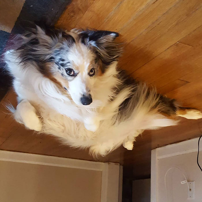 45 Hilarious ‘Dog Balloons’ That Floated Up To The Ceiling And Got Stuck 45 Hilarious ‘Dog Balloons’ That Floated Up To The Ceiling And Got Stuck