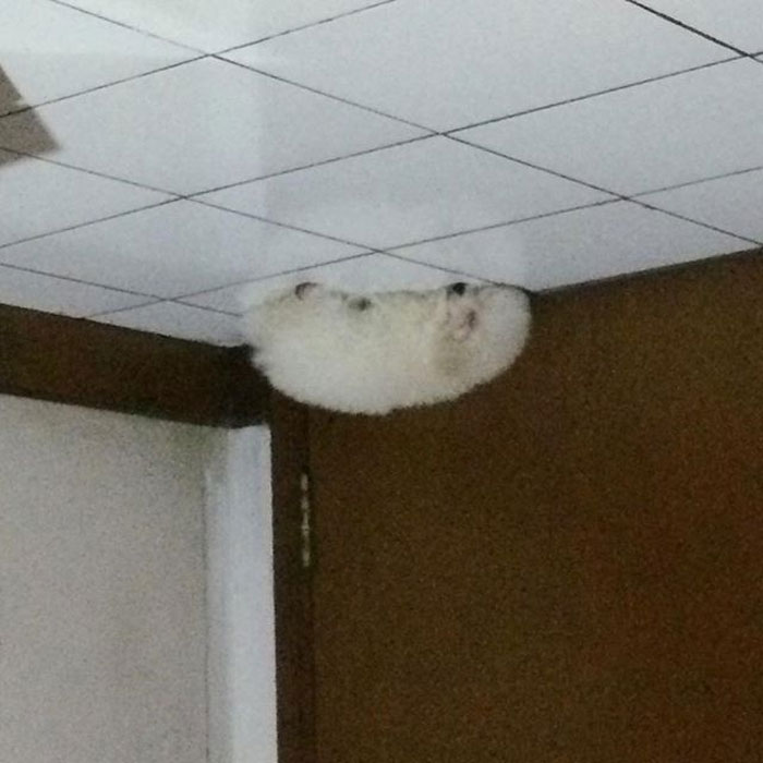 45 Hilarious ‘Dog Balloons’ That Floated Up To The Ceiling And Got Stuck 45 Hilarious ‘Dog Balloons’ That Floated Up To The Ceiling And Got Stuck