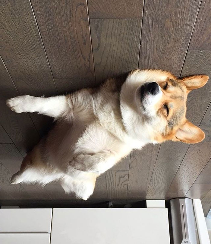 45 Hilarious ‘Dog Balloons’ That Floated Up To The Ceiling And Got Stuck 45 Hilarious ‘Dog Balloons’ That Floated Up To The Ceiling And Got Stuck