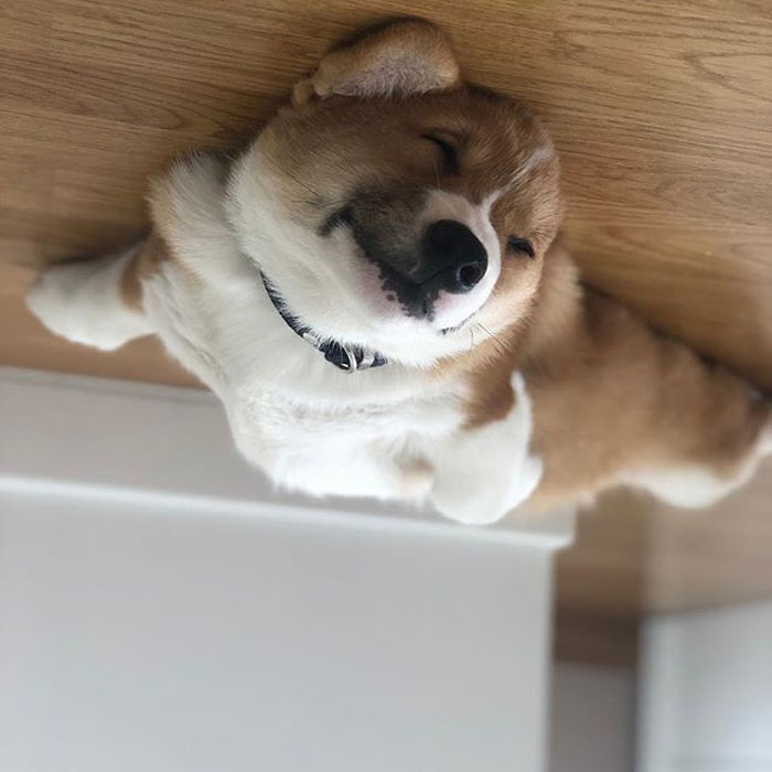 45 Hilarious ‘Dog Balloons’ That Floated Up To The Ceiling And Got Stuck 45 Hilarious ‘Dog Balloons’ That Floated Up To The Ceiling And Got Stuck