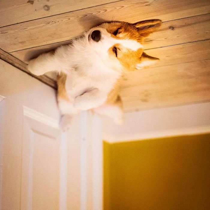 45 Hilarious ‘Dog Balloons’ That Floated Up To The Ceiling And Got Stuck 45 Hilarious ‘Dog Balloons’ That Floated Up To The Ceiling And Got Stuck