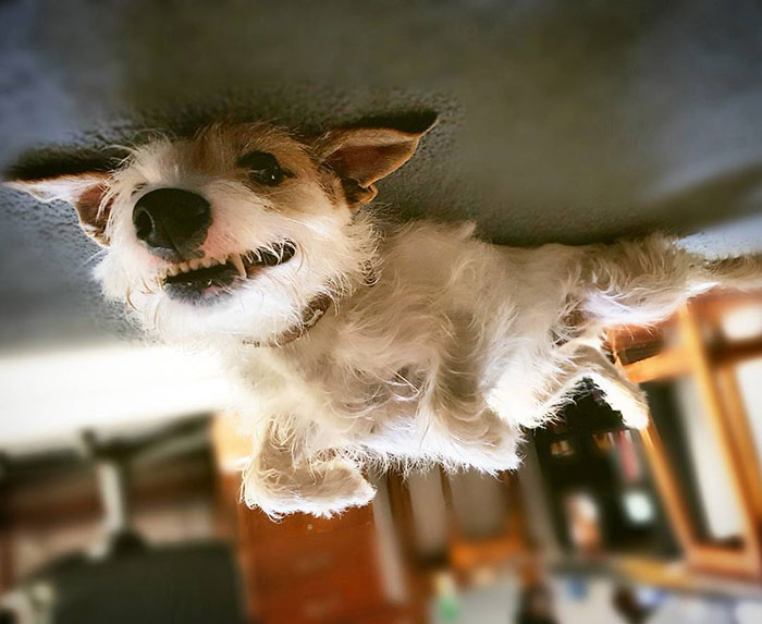 45 Hilarious ‘Dog Balloons’ That Floated Up To The Ceiling And Got Stuck 45 Hilarious ‘Dog Balloons’ That Floated Up To The Ceiling And Got Stuck