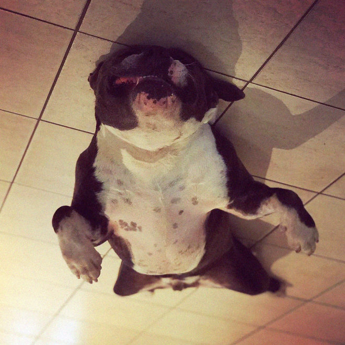 45 Hilarious ‘Dog Balloons’ That Floated Up To The Ceiling And Got Stuck 45 Hilarious ‘Dog Balloons’ That Floated Up To The Ceiling And Got Stuck