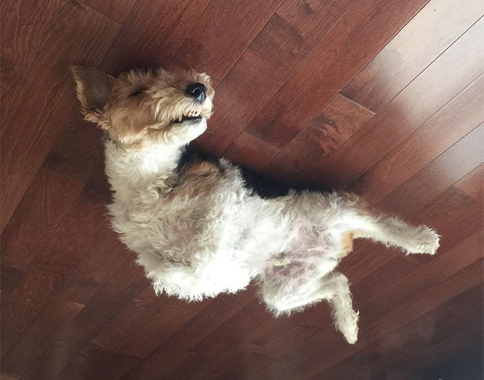 45 Hilarious ‘Dog Balloons’ That Floated Up To The Ceiling And Got Stuck 45 Hilarious ‘Dog Balloons’ That Floated Up To The Ceiling And Got Stuck