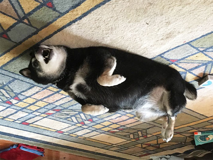 45 Hilarious ‘Dog Balloons’ That Floated Up To The Ceiling And Got Stuck 45 Hilarious ‘Dog Balloons’ That Floated Up To The Ceiling And Got Stuck