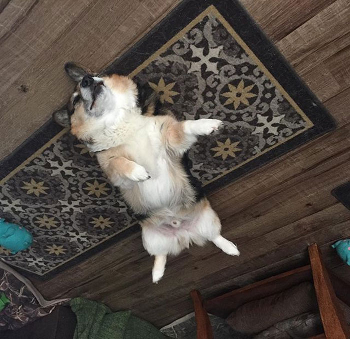 45 Hilarious ‘Dog Balloons’ That Floated Up To The Ceiling And Got Stuck 45 Hilarious ‘Dog Balloons’ That Floated Up To The Ceiling And Got Stuck