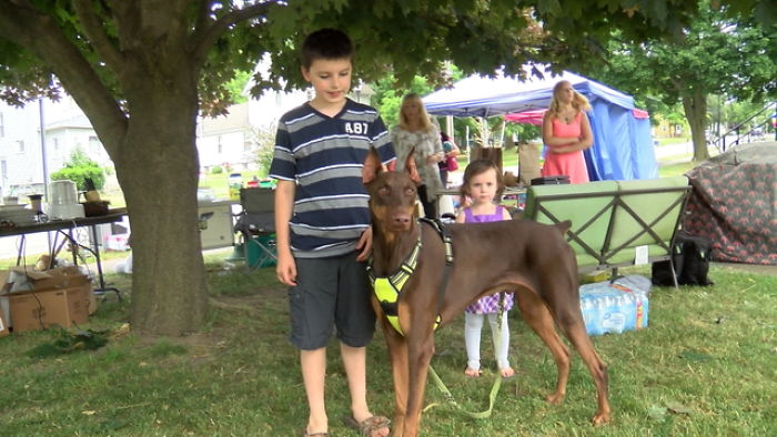 Boy Sells His Toys To Pay For His Service Dog’s Treatment Boy Sells His Toys To Pay For His Service Dog’s Treatment