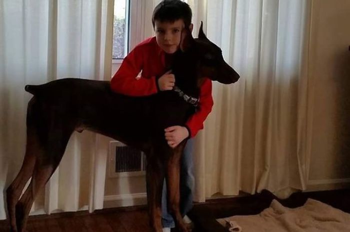 Boy Sells His Toys To Pay For His Service Dog’s Treatment Boy Sells His Toys To Pay For His Service Dog’s Treatment