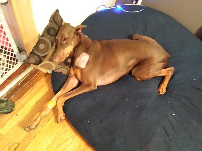 Boy Sells His Toys To Pay For His Service Dog’s Treatment Boy Sells His Toys To Pay For His Service Dog’s Treatment