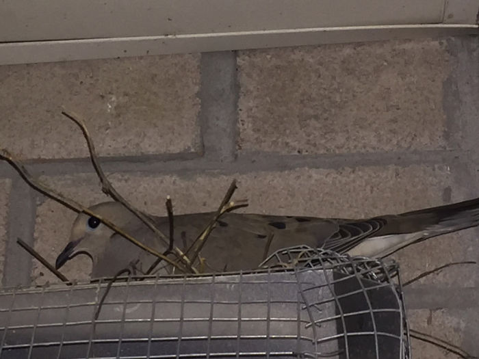 Guy Tries To Fight Against Birds For 4 Years, And It Gets Funnier With Every Pic